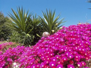 Flowershower Quinta Al Gharb Algarve Portugal